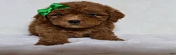 Mini Goldendoodle dogs for sale: Teddy - Ad 1