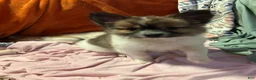 Mixed Breed dogs for sale: Buttons - Ad 4