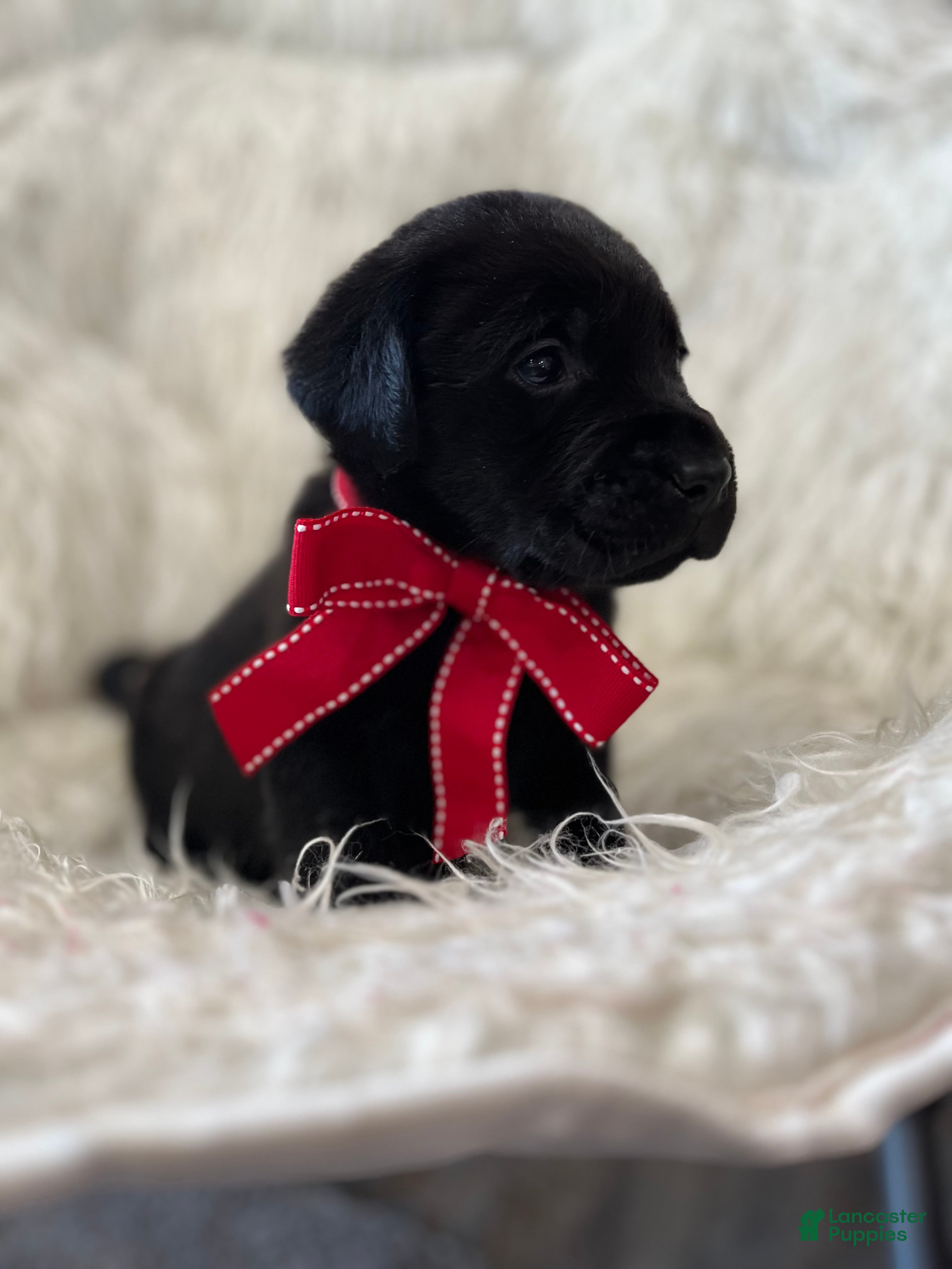 Labrador Retriever dogs Midnight  - Ad 4