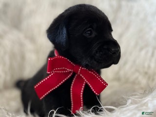 Labrador Retriever dogs Midnight - Ad 4