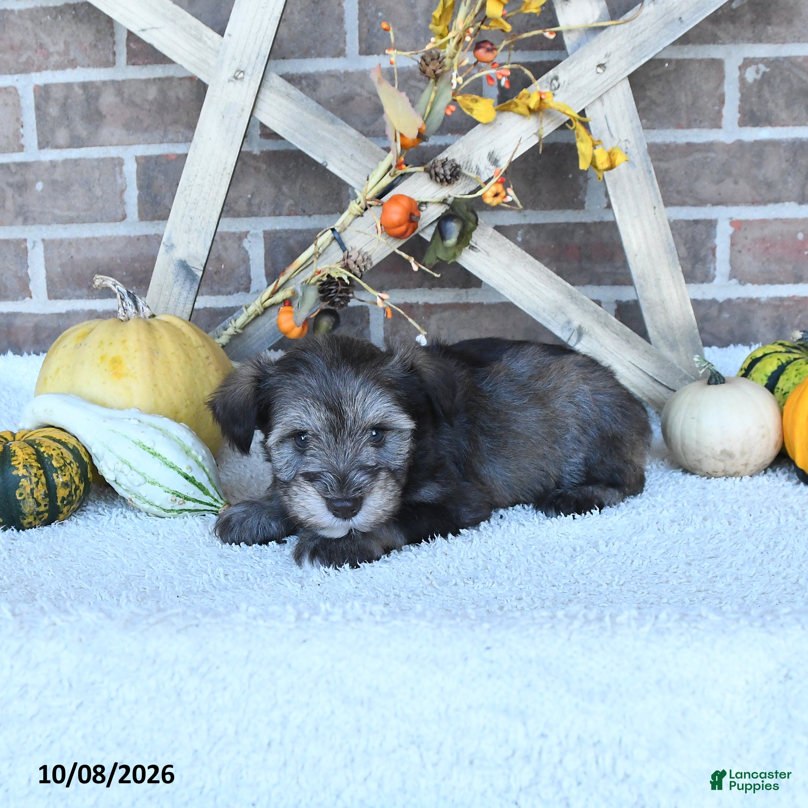 Miniature Schnauzer dogs Ollie - Ad 2