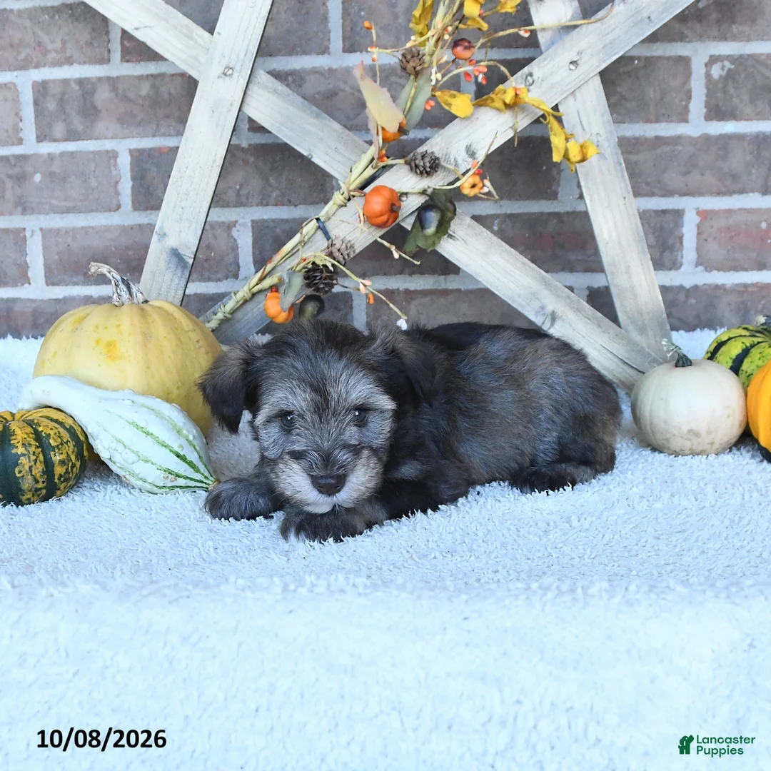 Miniature Schnauzer dogs for sale: Ollie - Ad 2