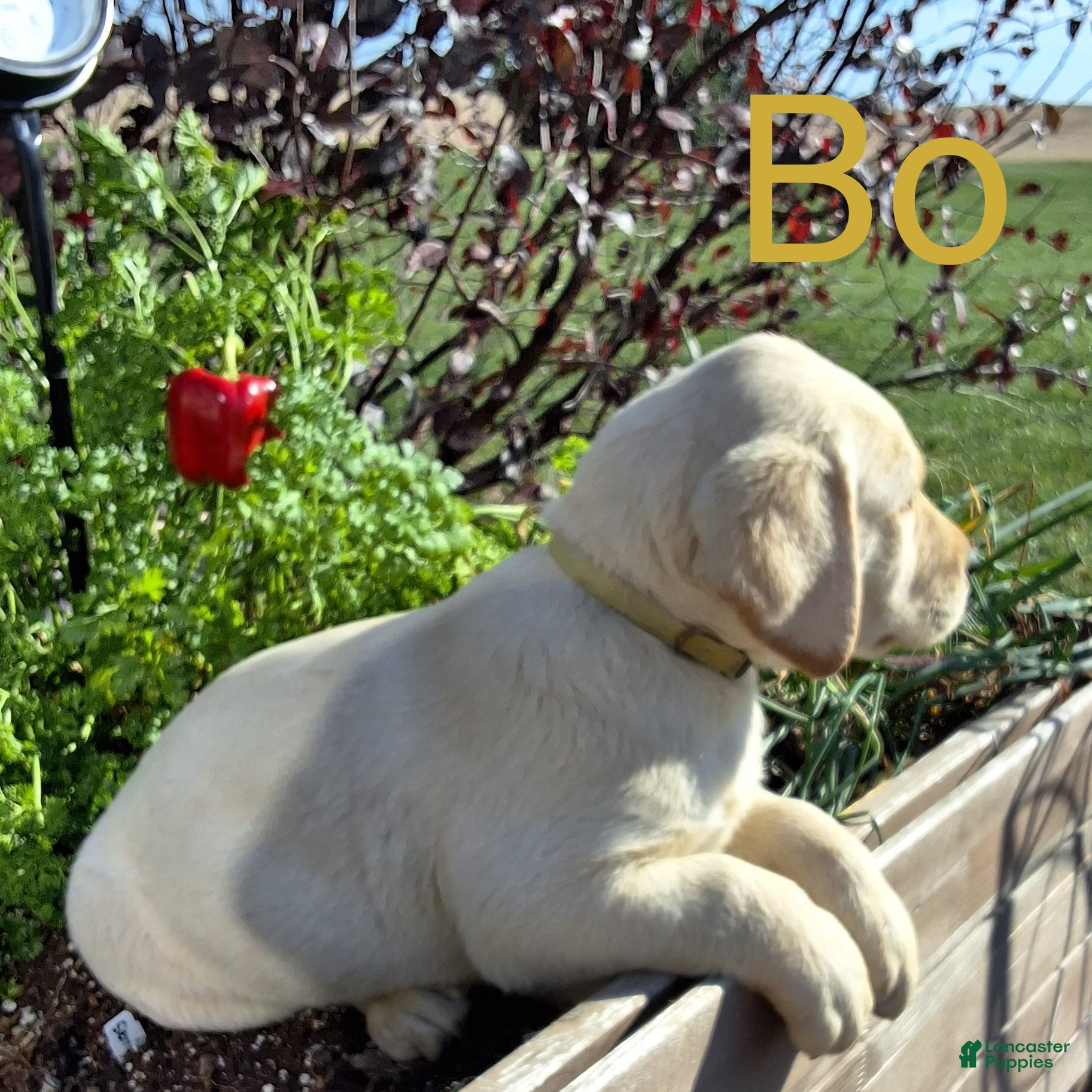 Labrador Retriever dogs for sale: Bo Retriever 4 - Ad 2