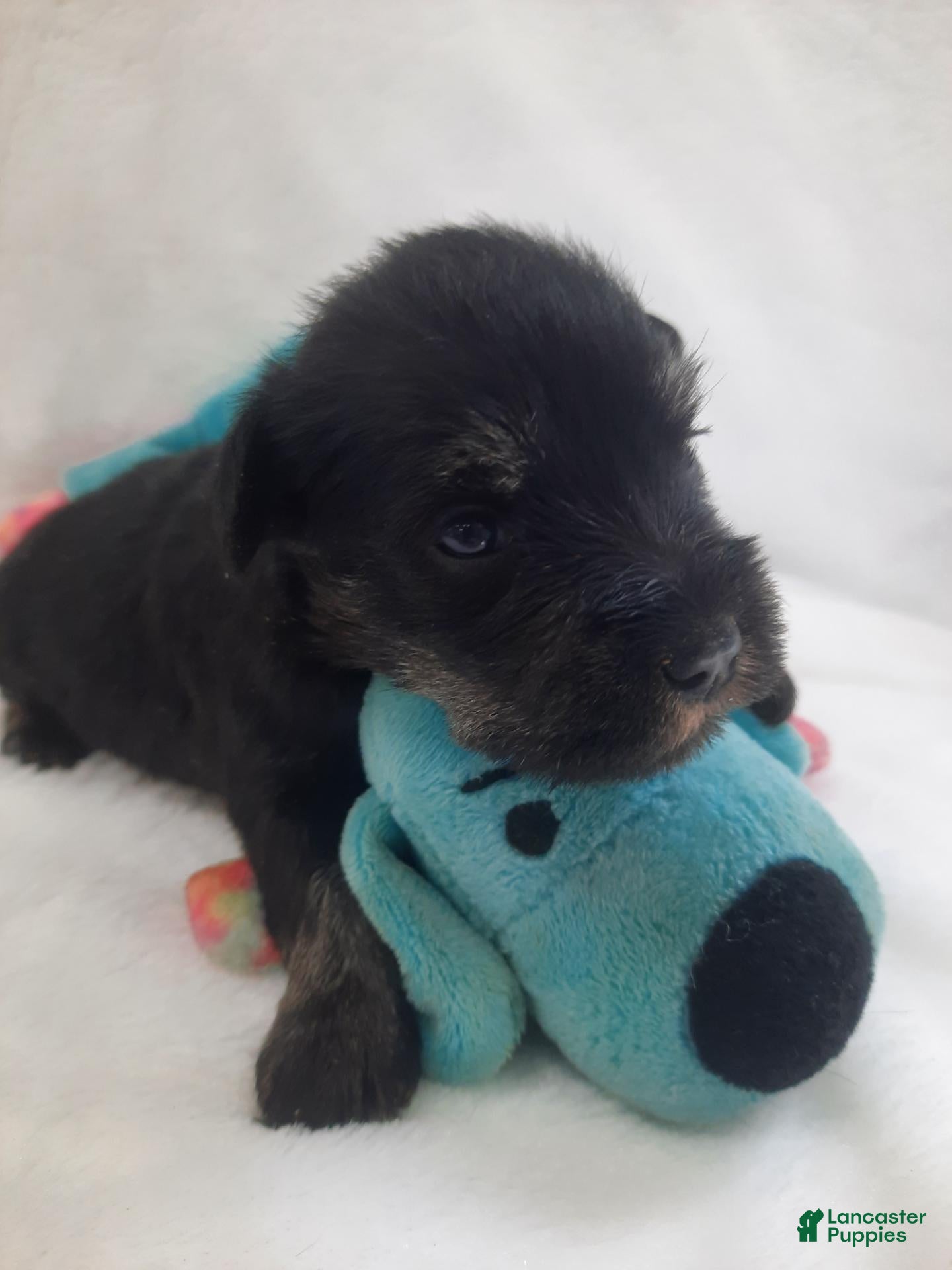 Miniature Schnauzer dogs AKC Hot Rod - Ad 2