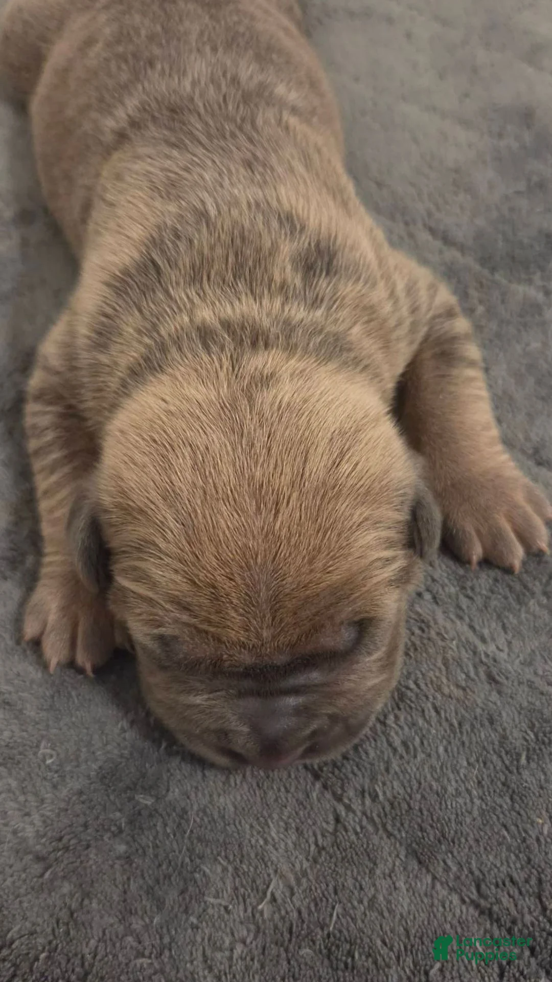 Cane Corso dogs for sale: Cane Corso 3 - Ad 1