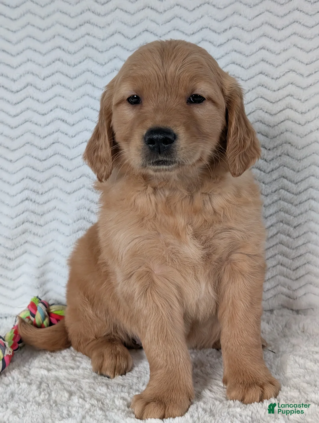 Golden Retriever dogs for sale: Miss Emmie - Ad 3