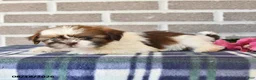 Shih Tzu dogs for sale: Rose  - Ad 3
