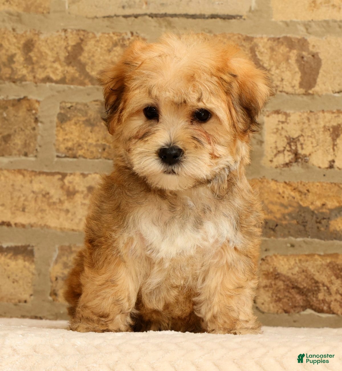 Yochon dogs Thomas - Ad 2
