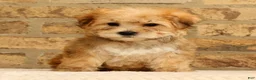 Yochon dogs for sale: Thomas - Ad 2