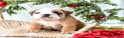 English Bulldog dogs for sale: Timbo - Ad 4