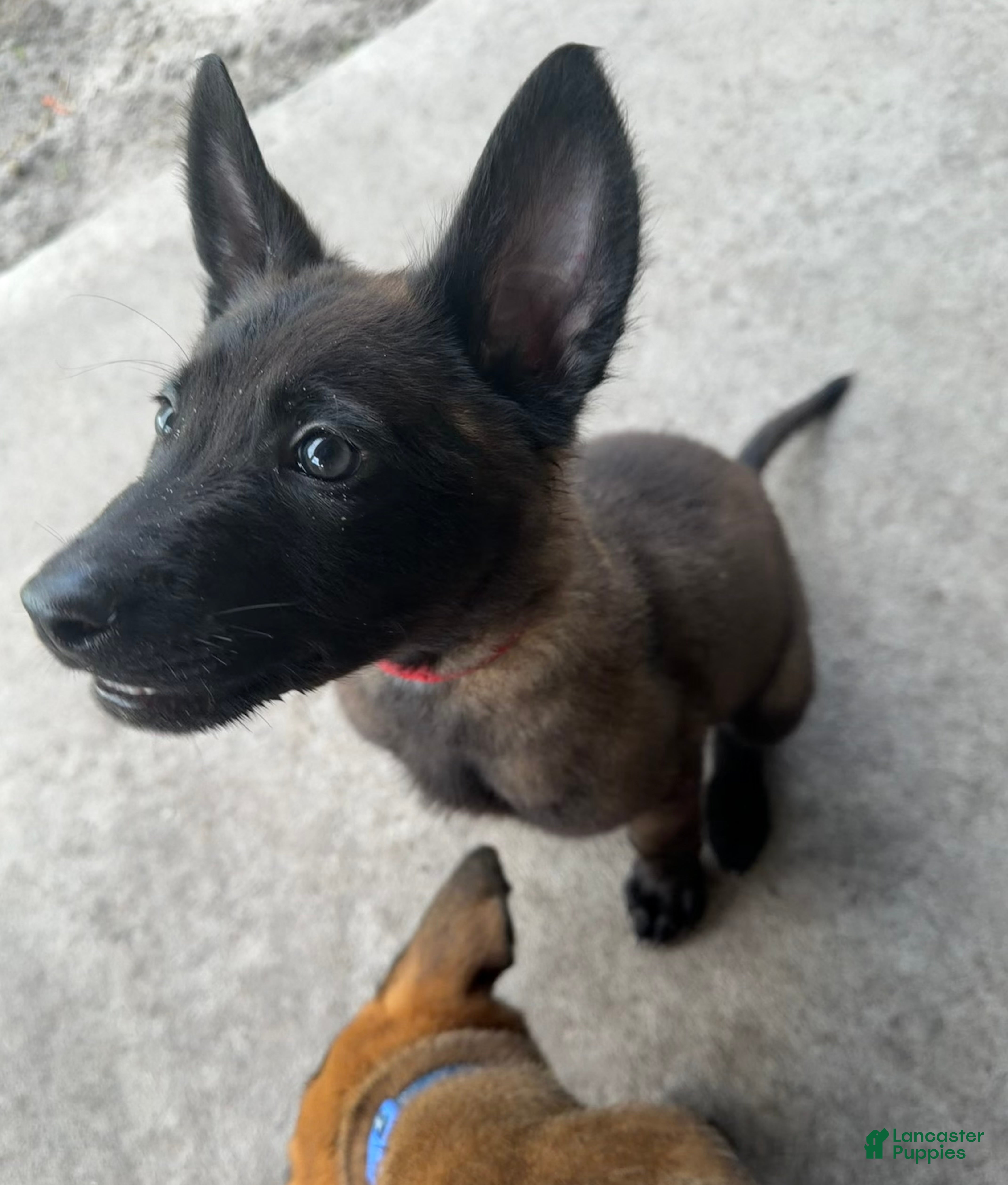 Belgian Malinois dogs for sale: Bronco - Ad 4