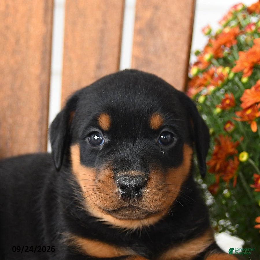 Rottweiler dogs Pennelope  - Ad 2