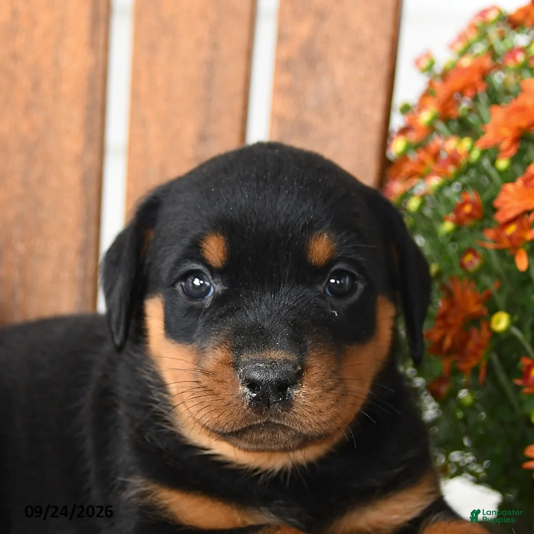 Rottweiler dogs for sale: Pennelope  - Ad 2