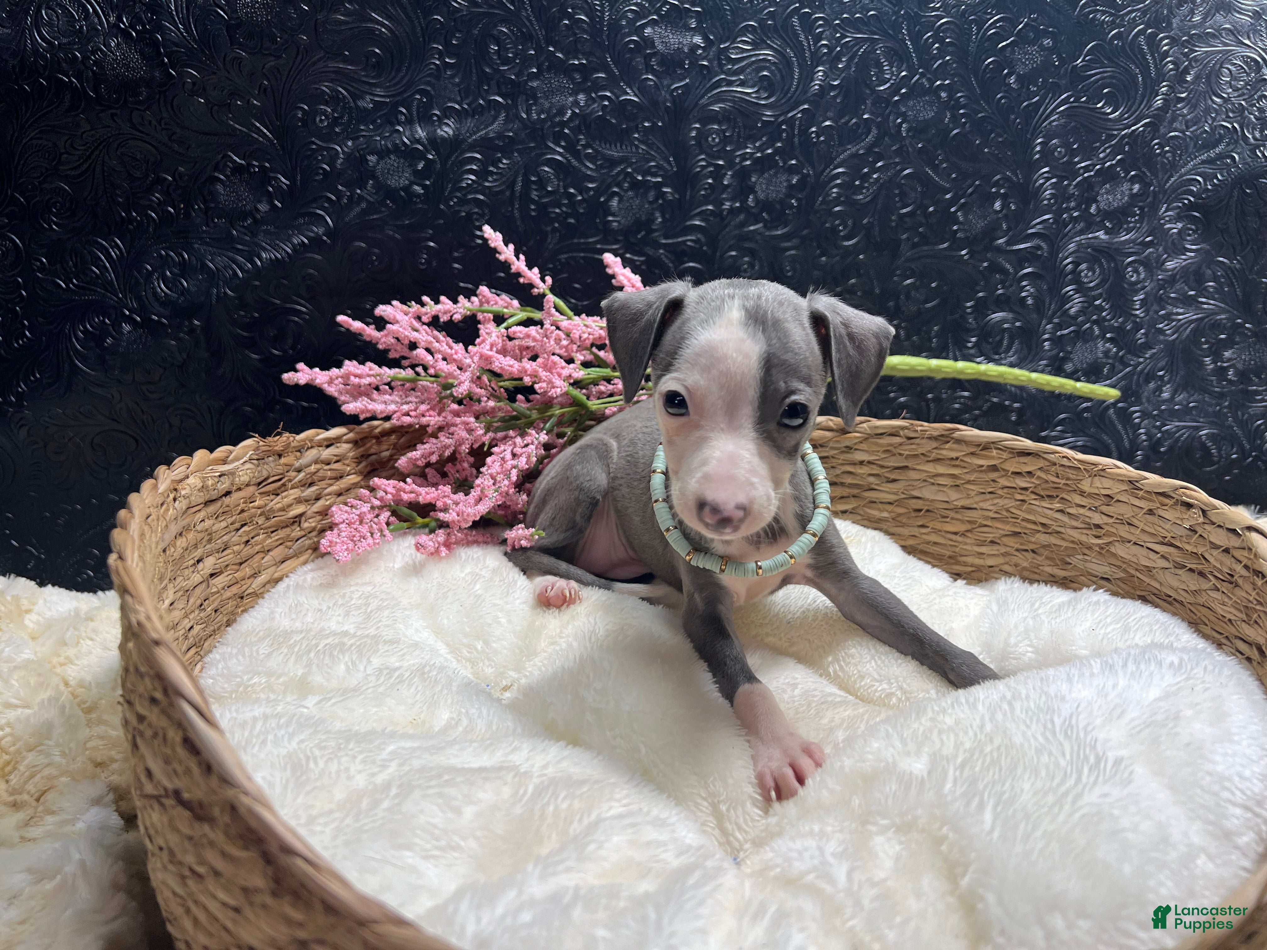 Italian Greyhound dogs Italian Greyhound 4 - Ad 2
