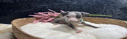 Italian Greyhound dogs for sale: Italian Greyhound 4 - Ad 2