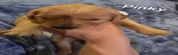 Golden Retriever dogs for sale: Pink Girl - Ad 8