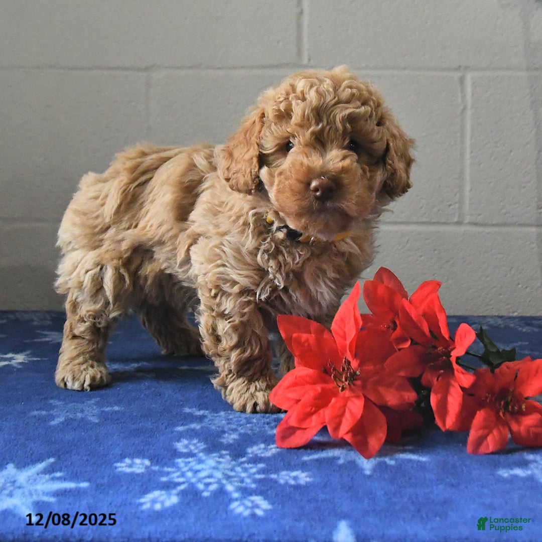 Miniature Labradoodle dogs for sale: Radar - Ad 3