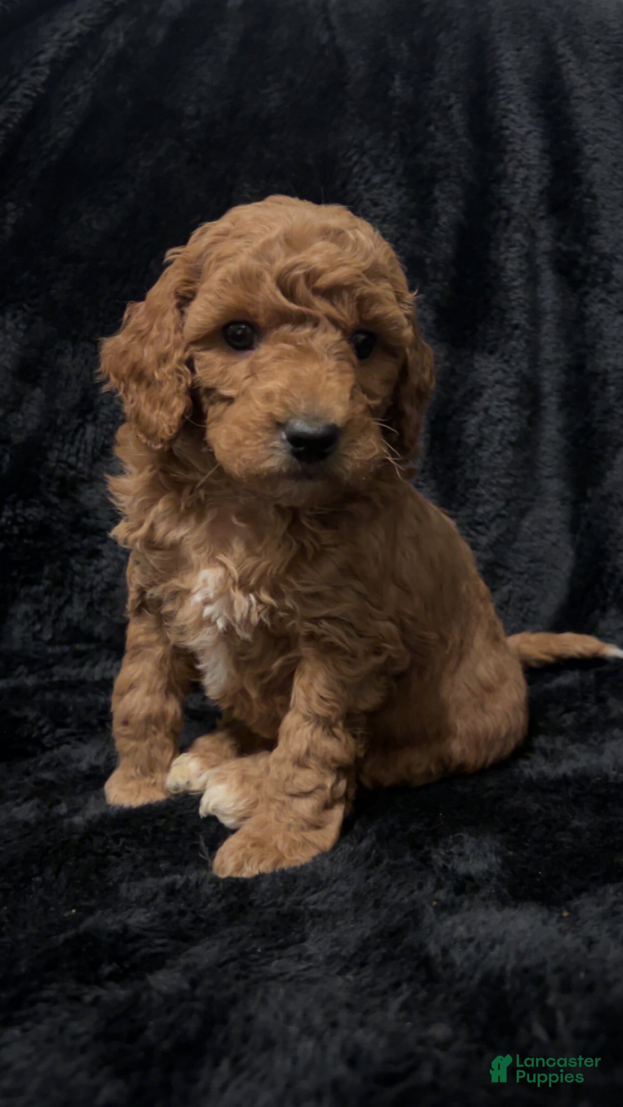 Mini Goldendoodle dogs Mr Egg Benedict - Ad 1