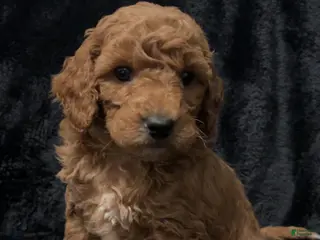 Mini Goldendoodle dogs Mr Egg Benedict - Ad 6