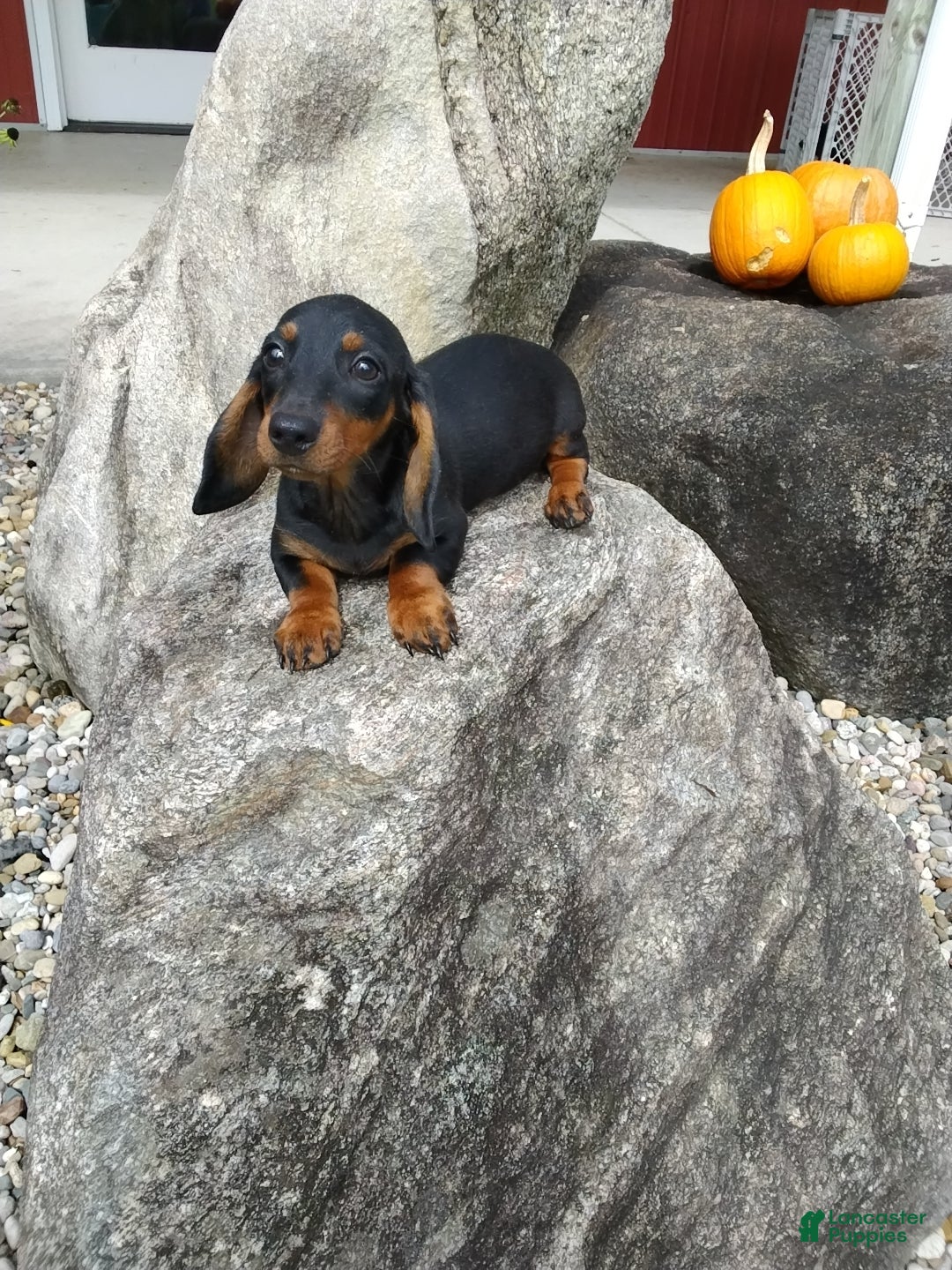 Miniature Dachshund dogs Marshal - Ad 2