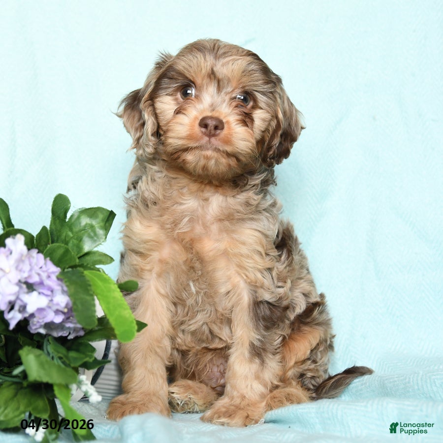 Cavapoo dogs for sale: Enzo - Ad 3