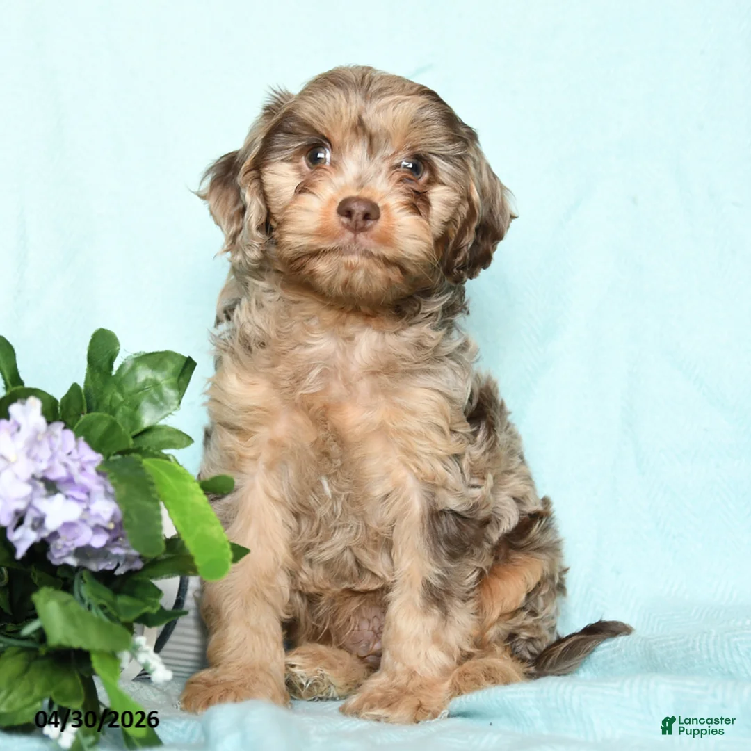 Cavapoo dogs for sale: Enzo - Ad 1