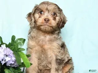 Cavapoo dogs for sale: Enzo - Ad 3