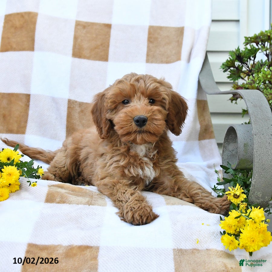 Mini Goldendoodle dogs Lavon - Ad 1