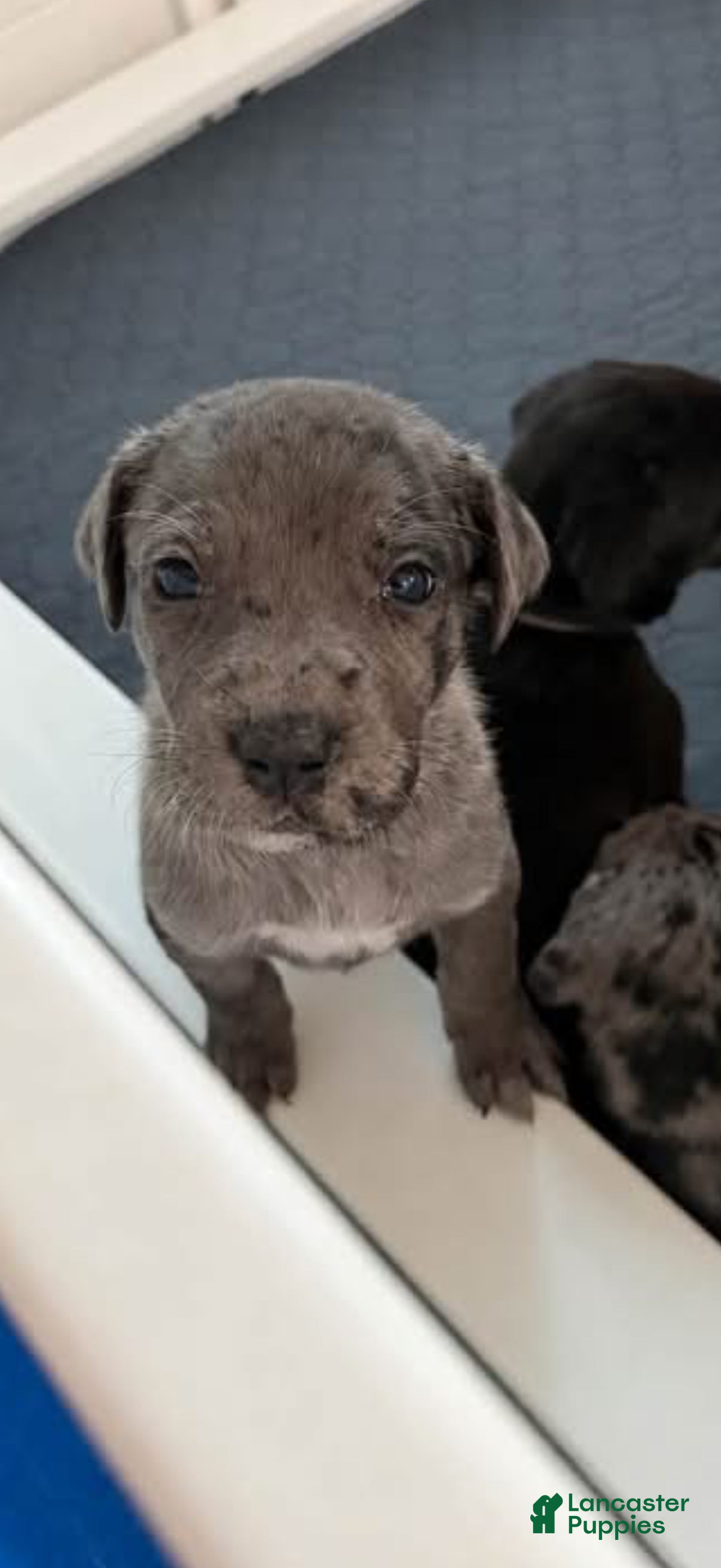 Mixed Breed dogs Blue - Ad 42