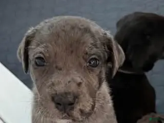 Mixed Breed dogs Blue - Ad 42