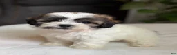 Shihpoo dogs for sale: Mico - Ad 4
