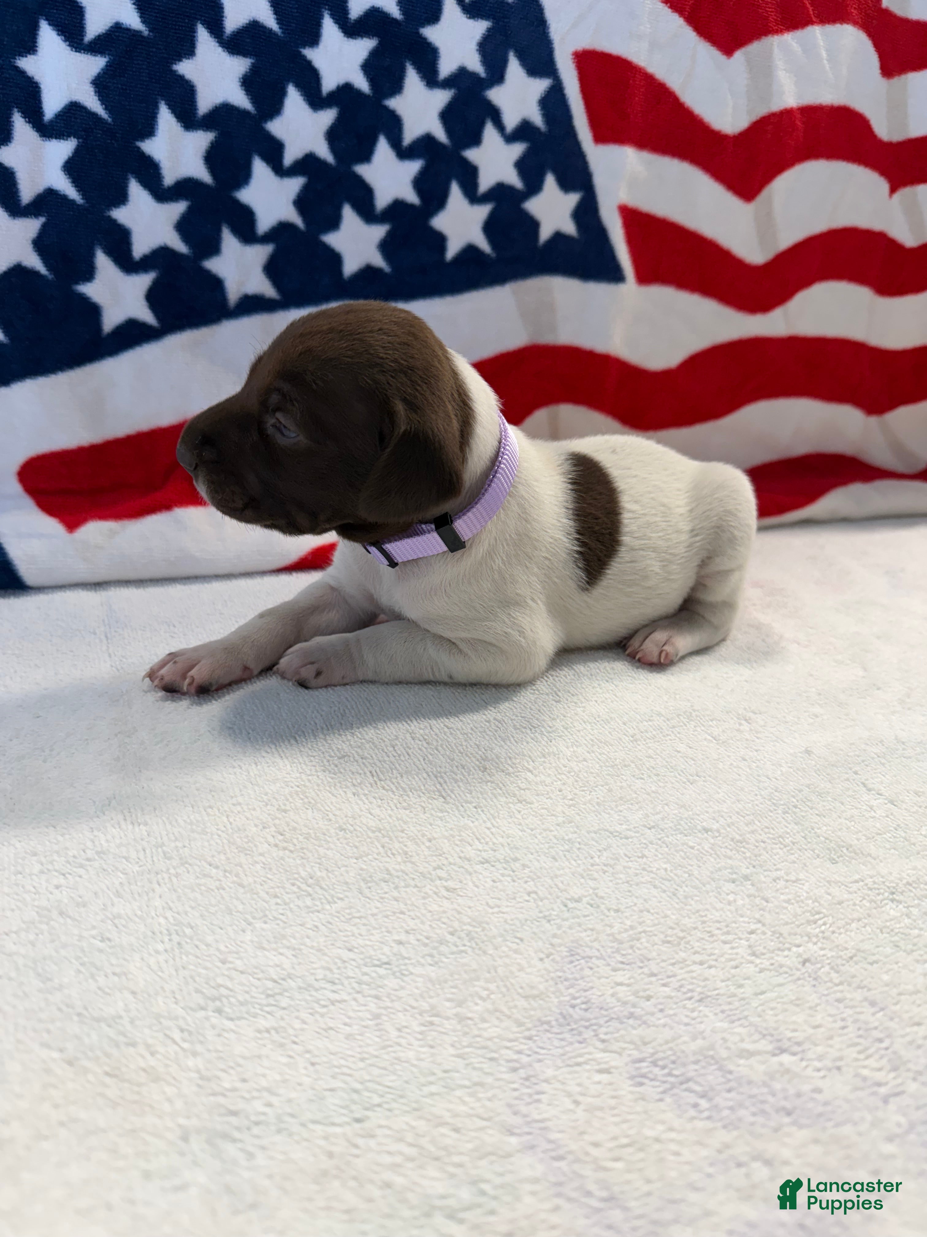 German Shorthaired Pointer dogs for sale: German Shorthaired Pointer 7 - Ad 4