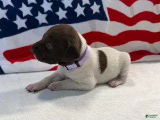 German Shorthaired Pointer dogs German Shorthaired Pointer 7 - Ad 9