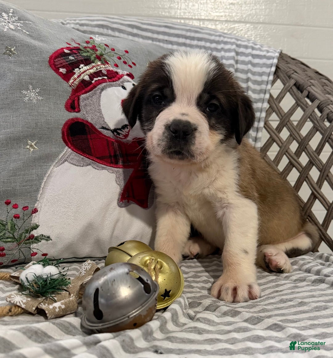 Saint Bernard dogs for sale: Luna - Ad 2