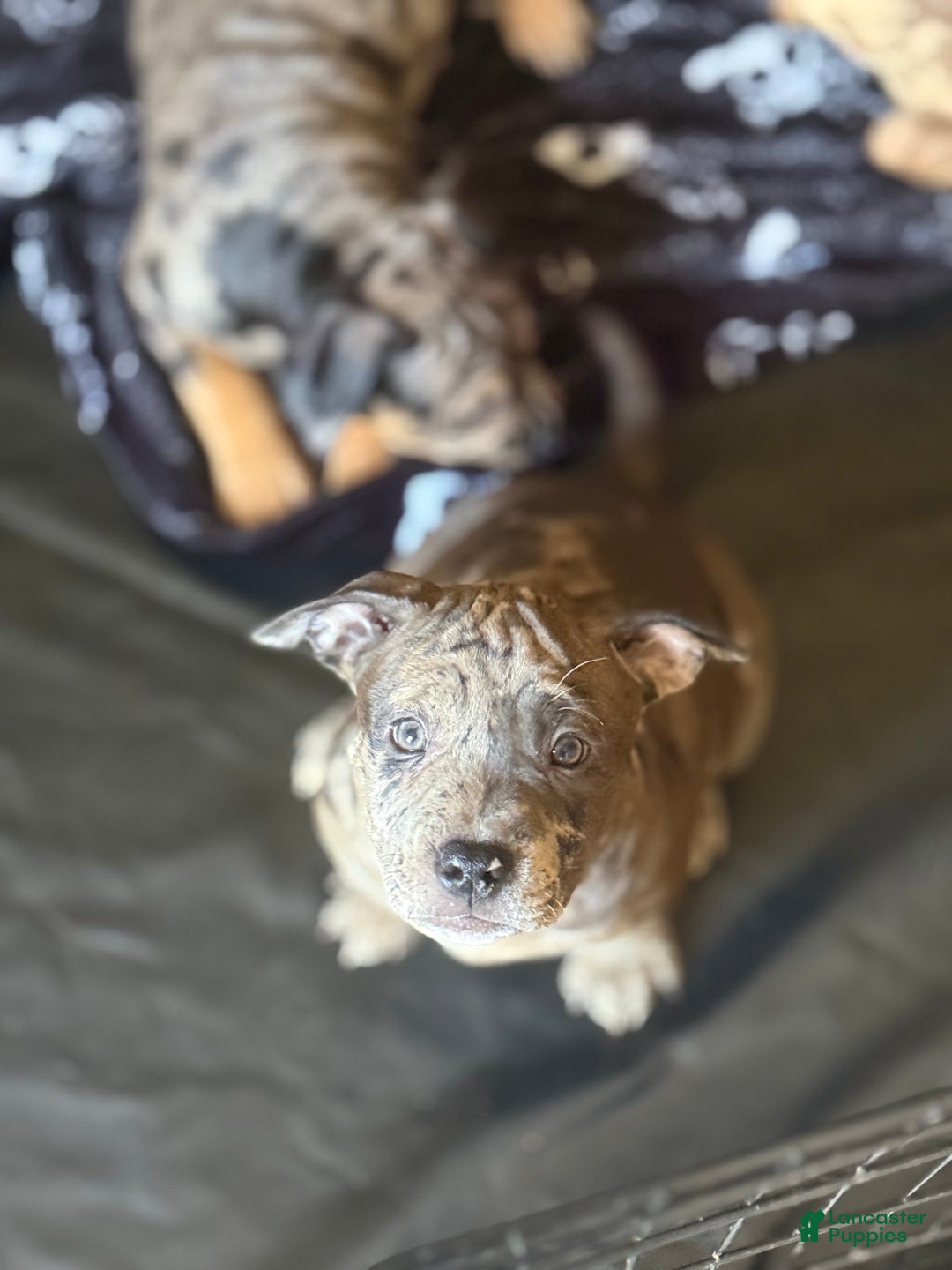 American Bully dogs for sale: Sandy(female) - Ad 7