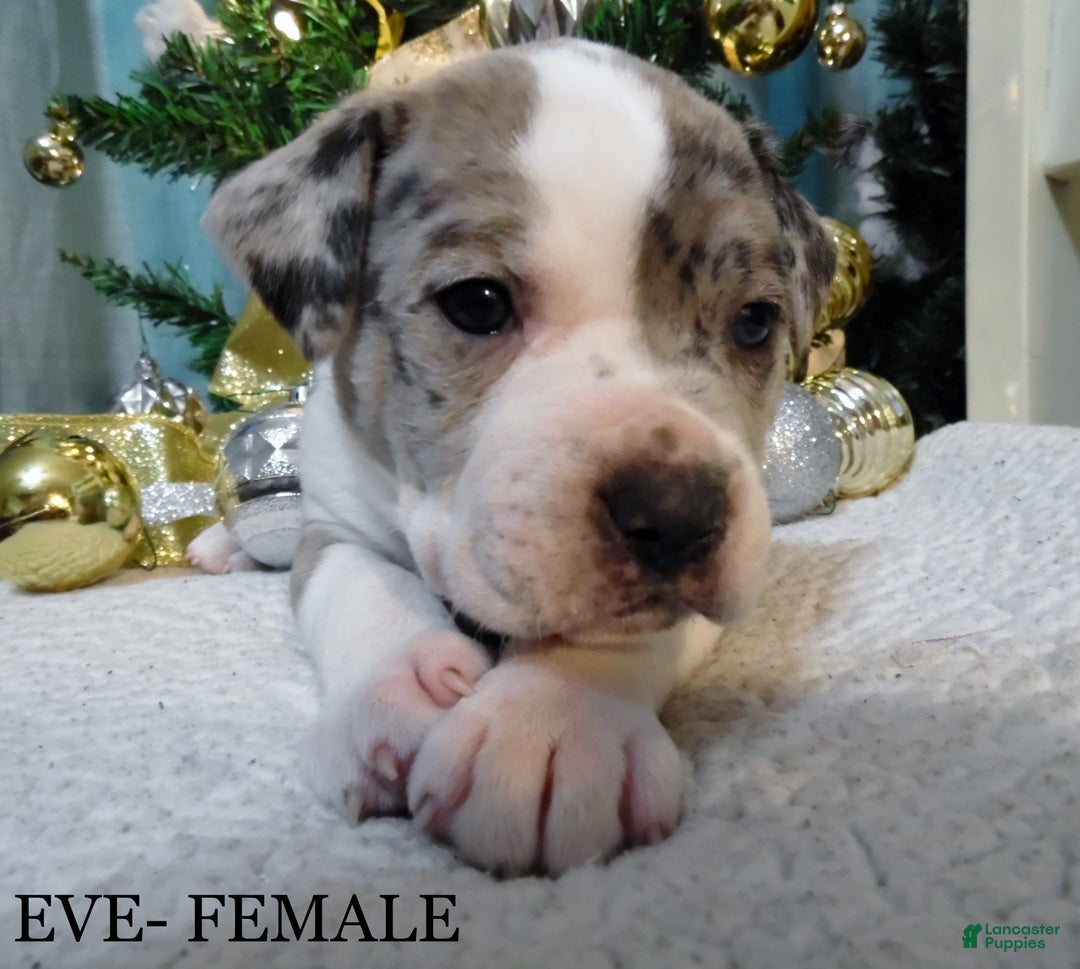 American Pit Bull Terrier dogs for sale: EVE - Ad 2