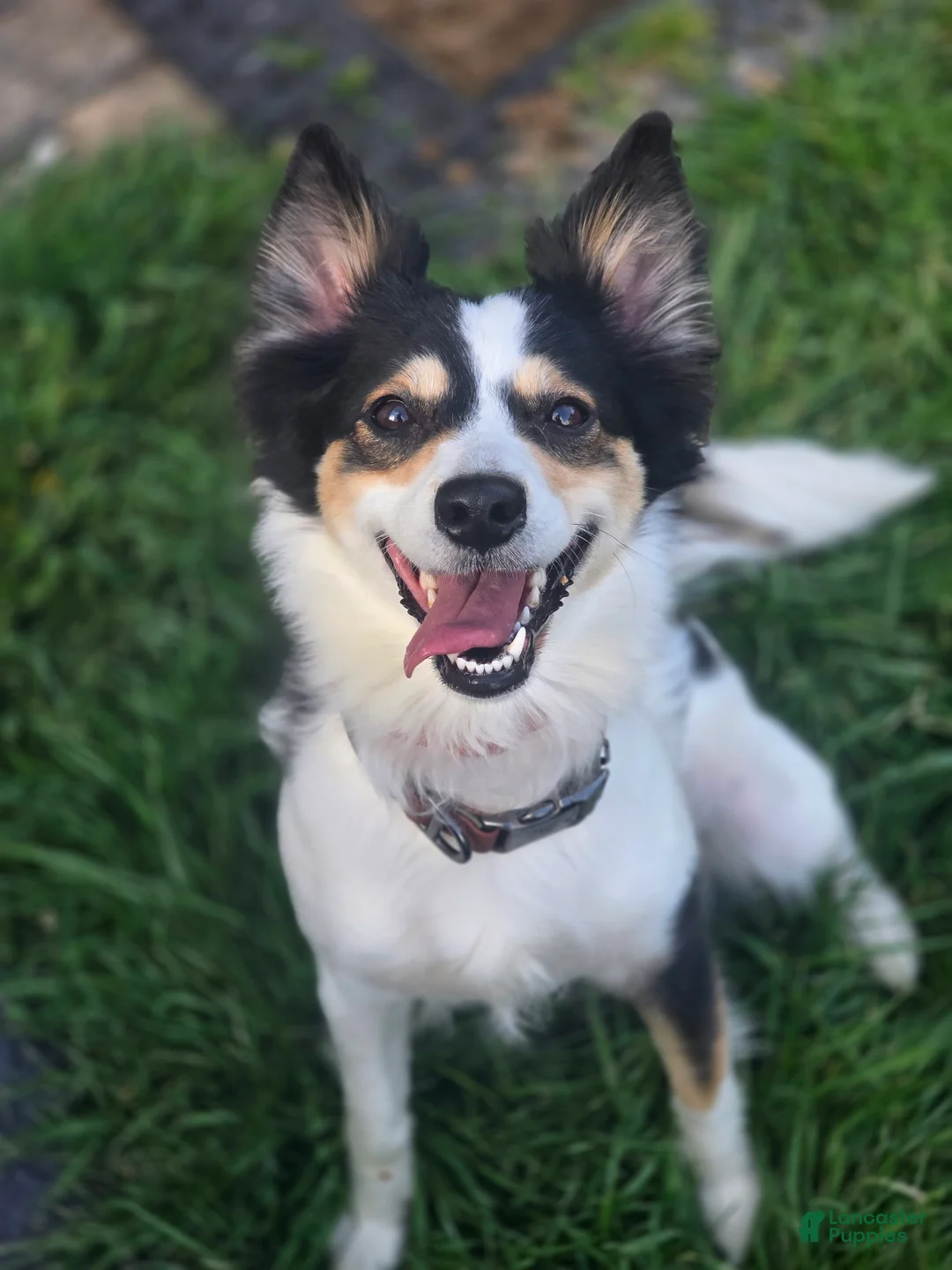 Mixed Breed dogs for sale: Mixed Breed Puppy 1 - Ad 2