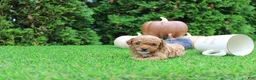 Toy Poodle dogs for sale: AKC Ezra(tiny) - Ad 4