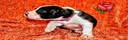 Presa Canario dogs for sale: Mr Neon  - Ad 92