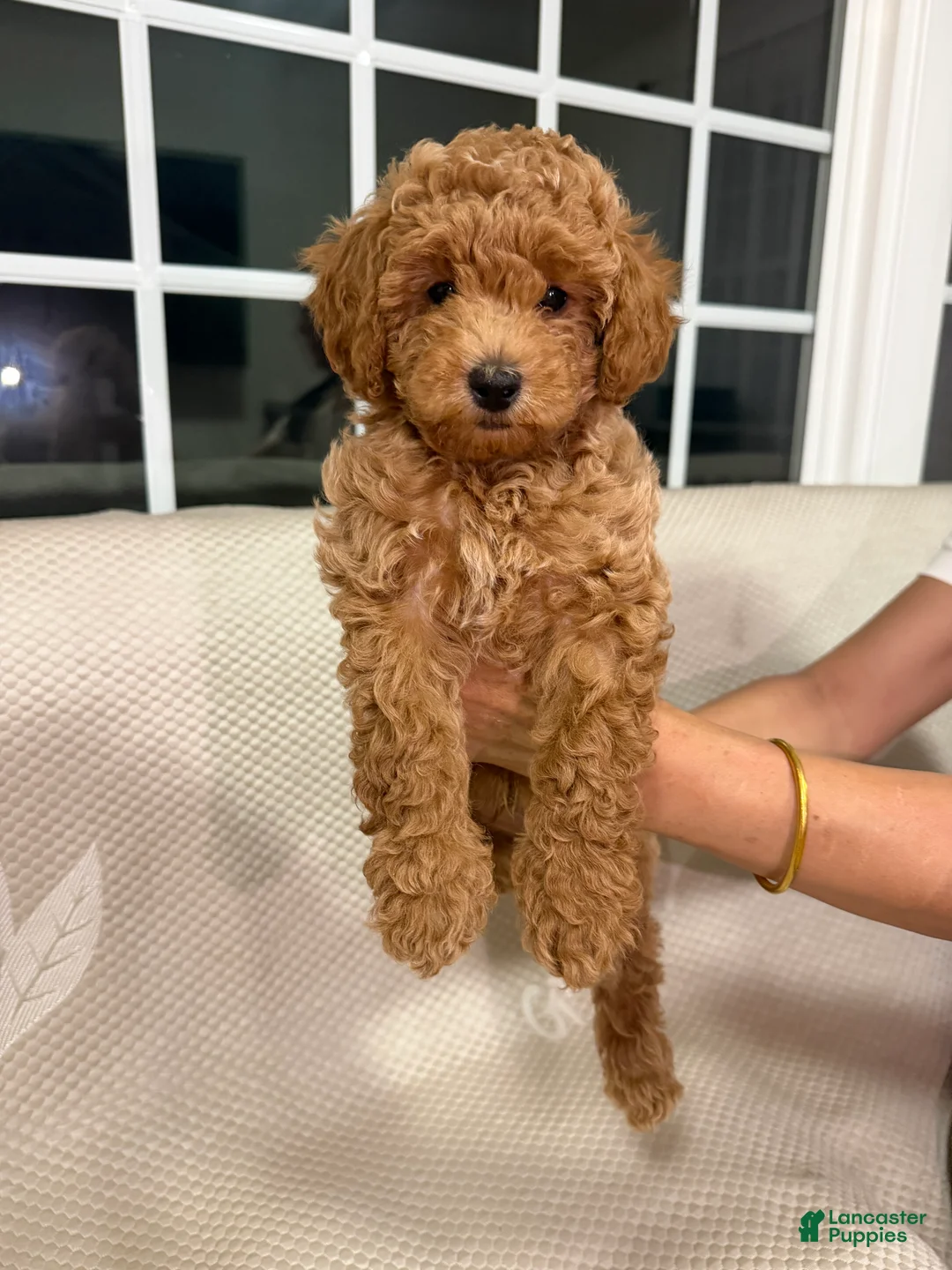 Maltipoo dogs for sale: Maltipoo 1 - Ad 1
