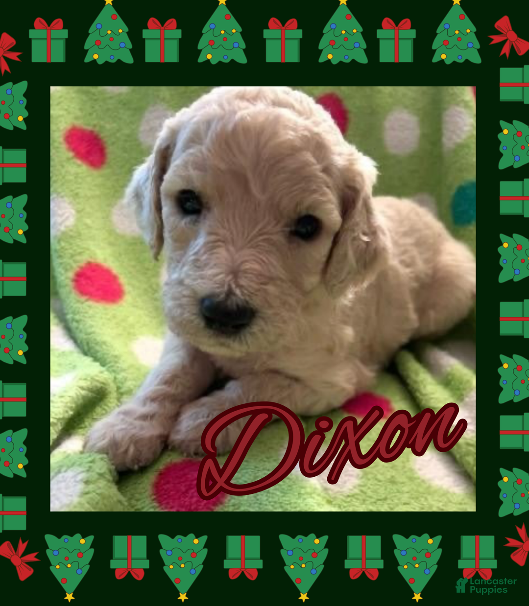 Goldendoodle dogs for sale: Cupid - Ad 7