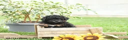 Toy Poodle dogs for sale: Winston - Ad 1