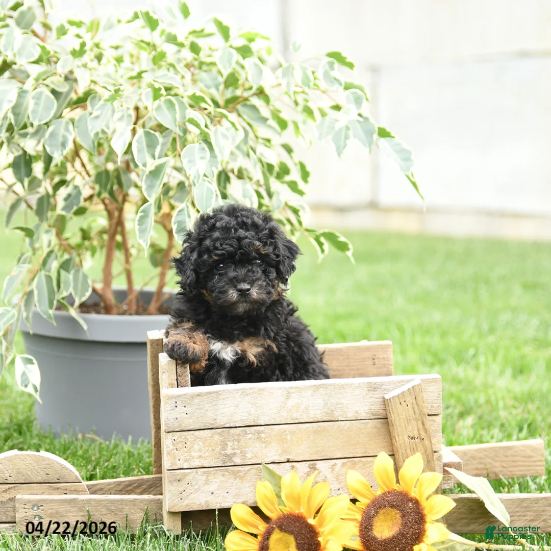 Toy Poodle dogs for sale: Winston - Ad 1