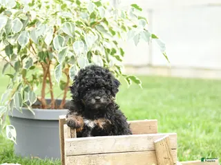Toy Poodle dogs for sale: Winston - Ad 4