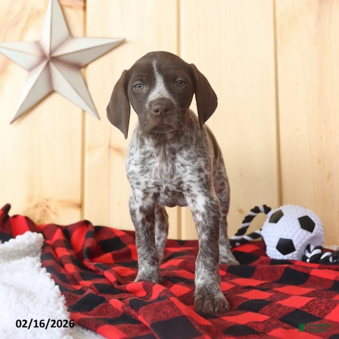German Shorthaired Pointer dogs for sale: Bonnie - Ad 4