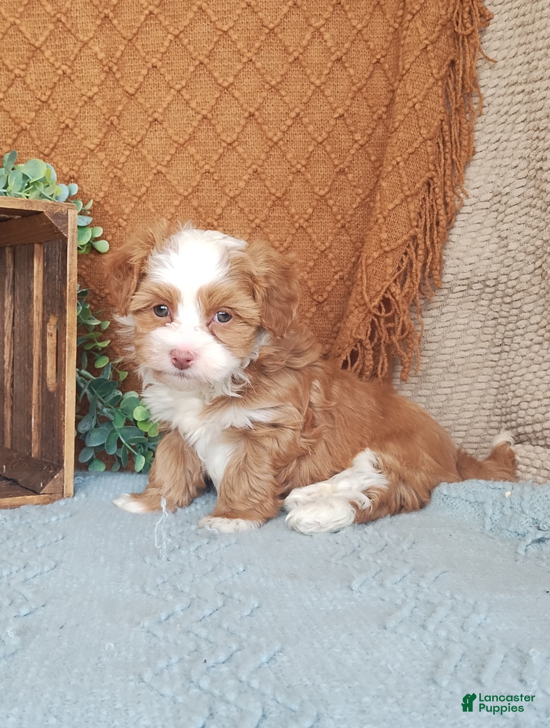 Havanese dogs Holly - Ad 16