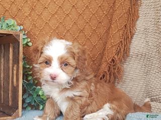 Havanese dogs Holly - Ad 16