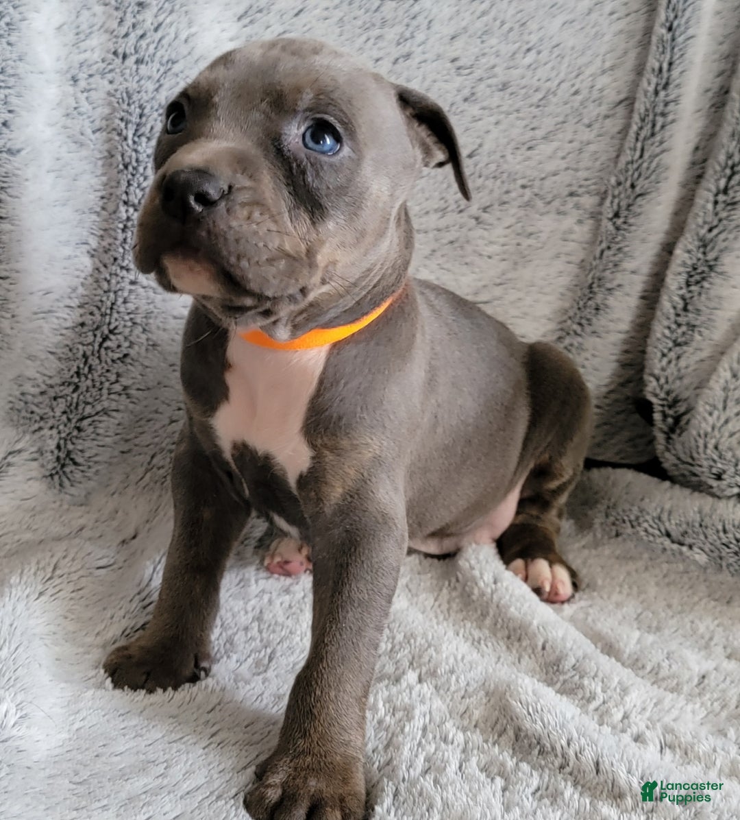 American Bully dogs for sale: Spike - Ad 4