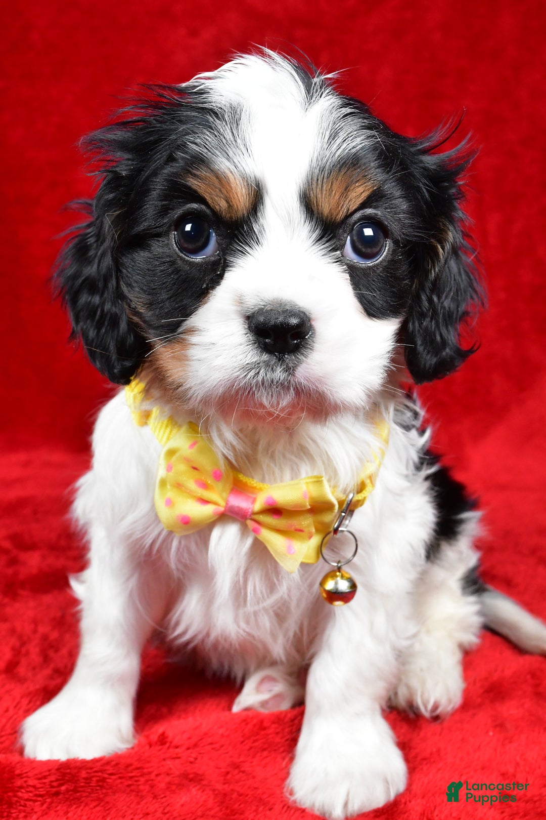 Cavalier King Charles Spaniel dogs for sale: Fritz - Ad 7