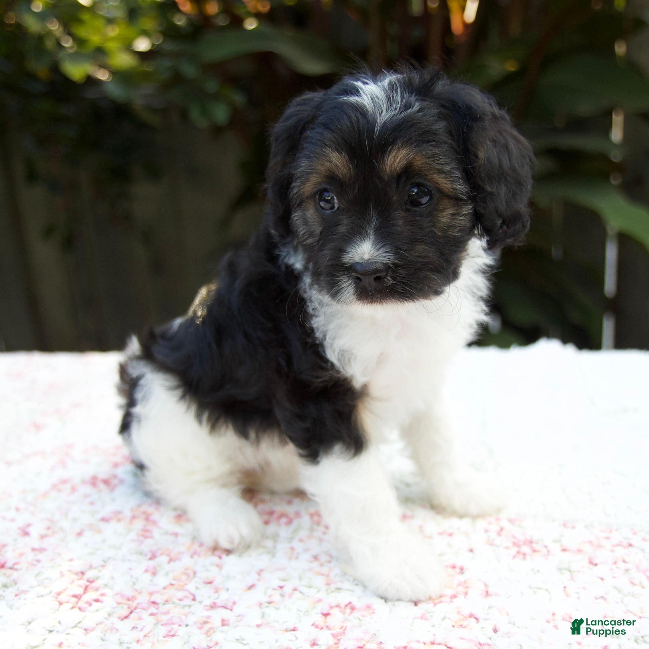Cavapoo dogs Faith - Ad 1